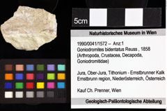 Foto (Objket + Etiketten) von Decapoda indet. 